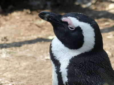 penguin profile
